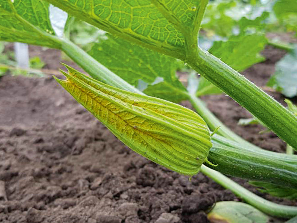 ergebnis-urban-planting-zucchiniblueten