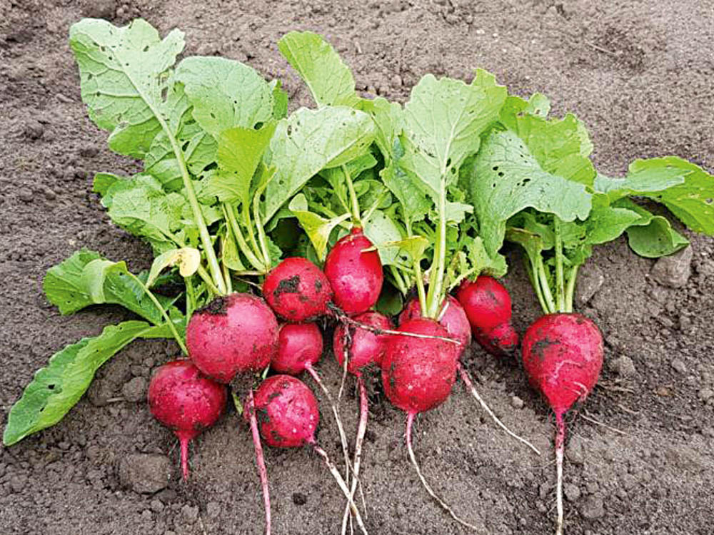 ergebnis-urban-planting-radieschen
