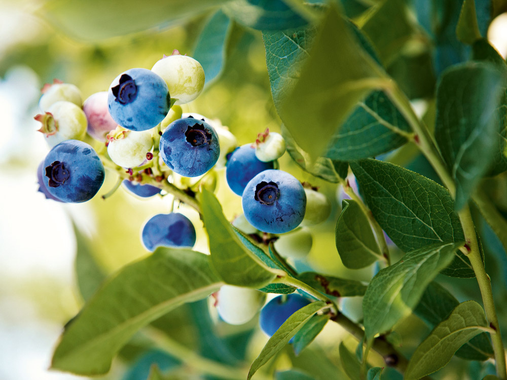 heidelbeeren-am-strauch