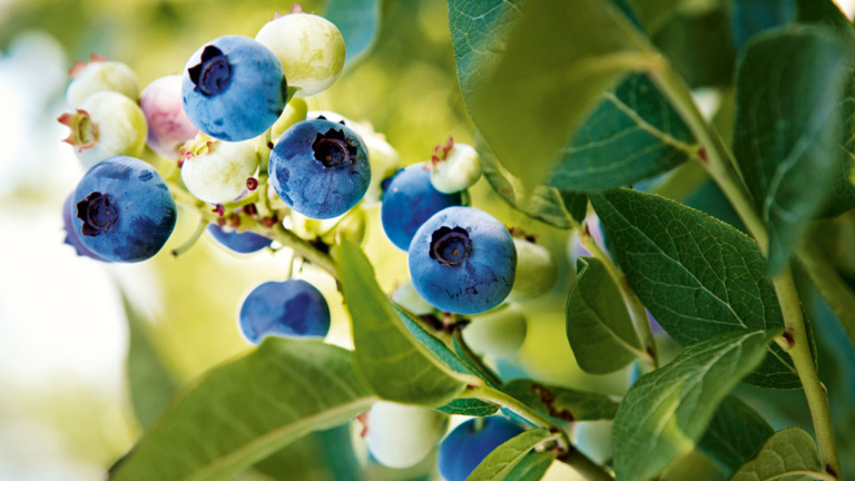 Heidelbeeren am Strauch heidelbeeren-am-strauch